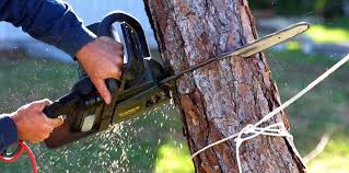 Best Tree Removal Service  in Rugby, ND