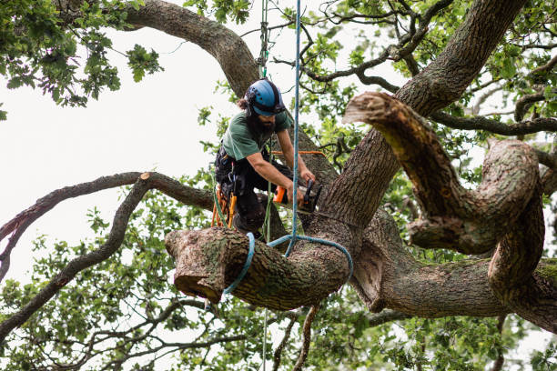 Best Commercial Tree Services  in Rugby, ND