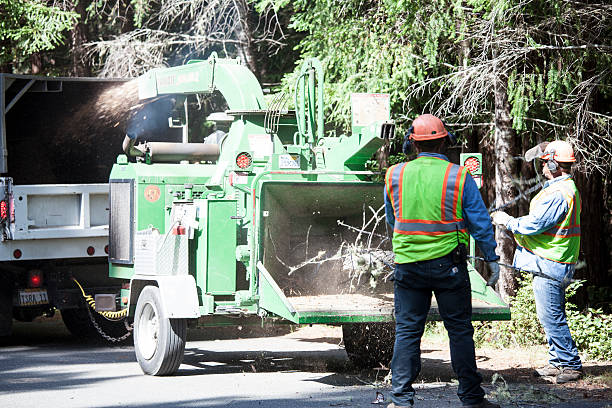 How Our Tree Care Process Works  in  Rugby, ND