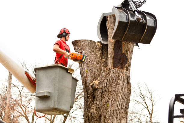 Best Storm Damage Tree Cleanup  in Rugby, ND